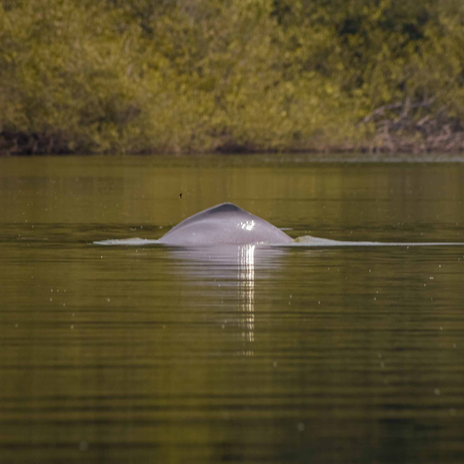 Avistamiento de delfines en el Guaviare