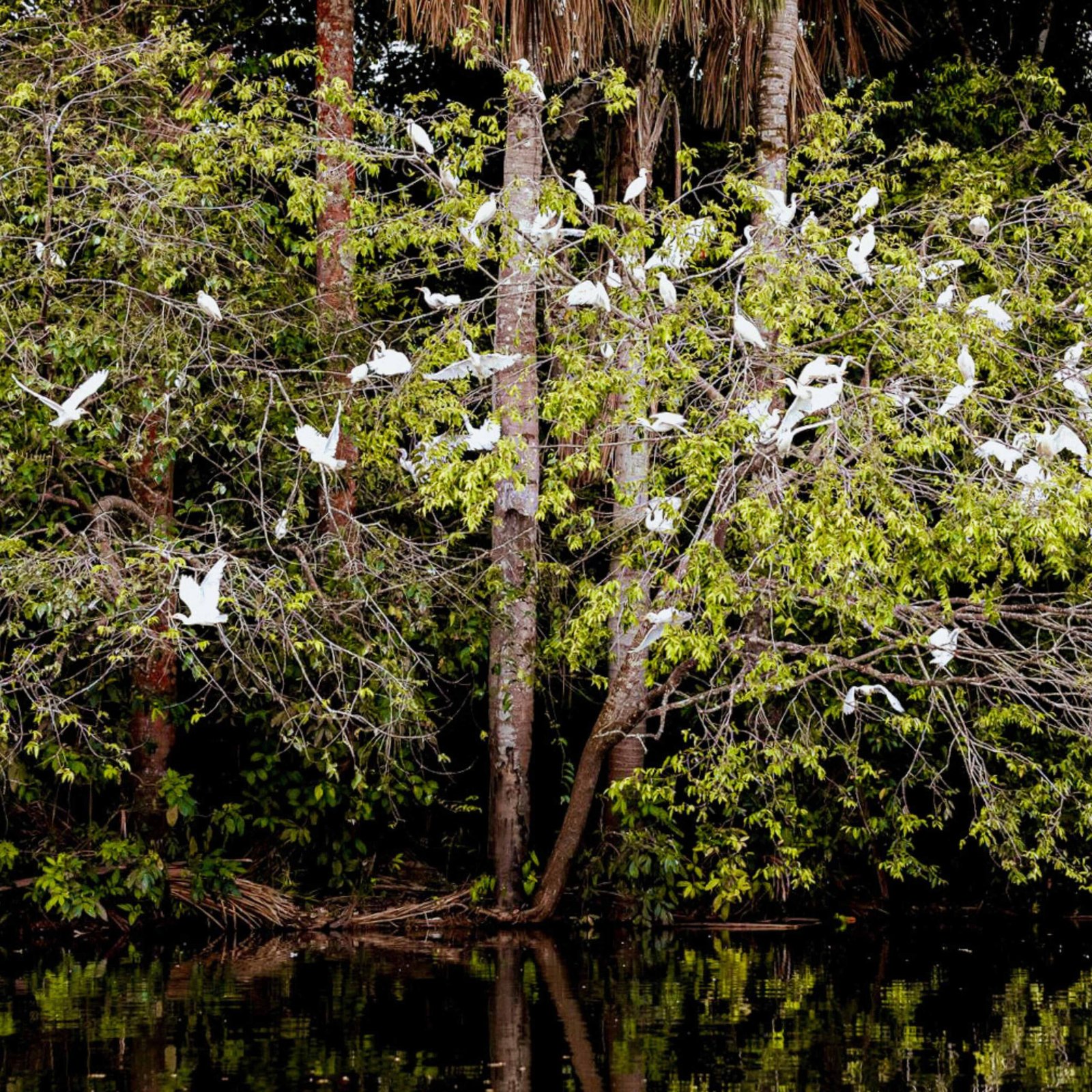 Avistamiento de aves en el Guaviare