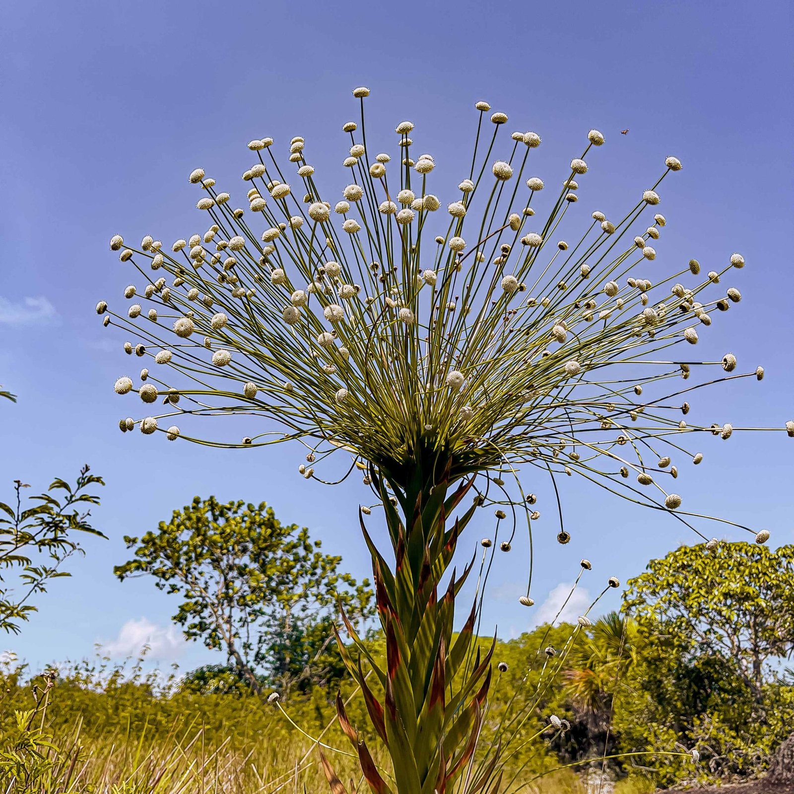 Flor del Guaviare